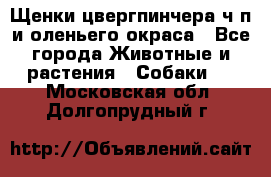 Щенки цвергпинчера ч/п и оленьего окраса - Все города Животные и растения » Собаки   . Московская обл.,Долгопрудный г.